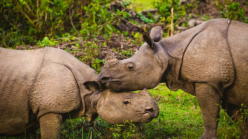 Indian one horned rhinoceros in Kaziranga National Park Assam