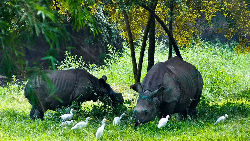 One Horned Rhinos Assam Grassland