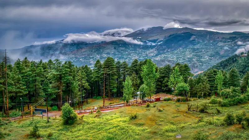Pahalgam Pine Forest Landscape