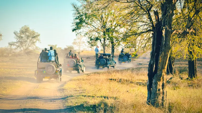 Pench Jungle Safari