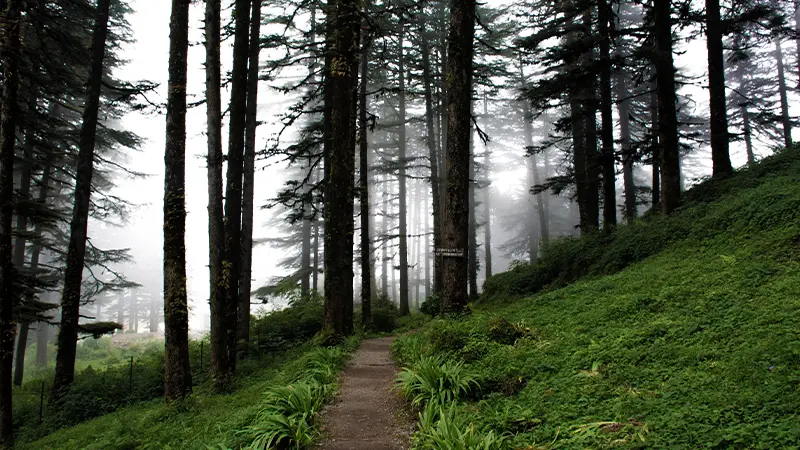 Pine Forest Walking Path Himalayan Hills