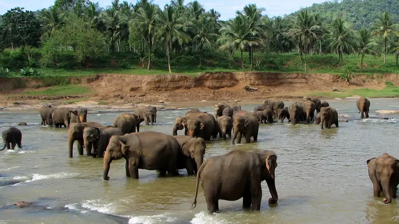 Pinnawala Elephant Orphanage