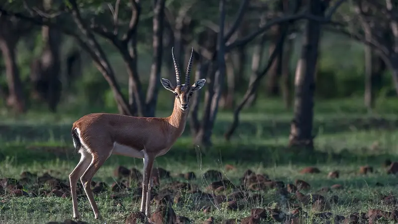 Blackbuck antelope in the forests of Ranthambore National Park Rajasthan
