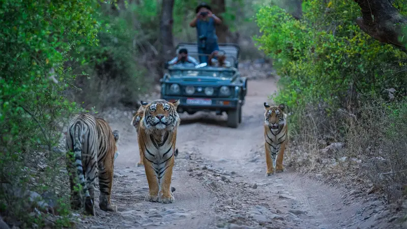 Ranthambore Jeep Safari Tiger Sighting