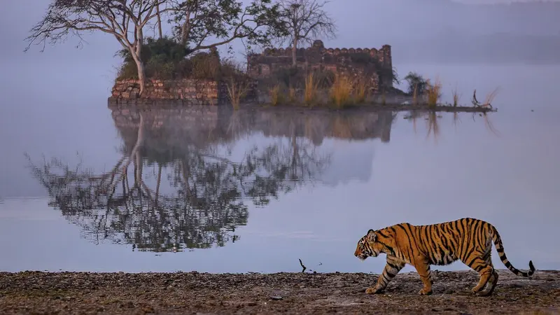 Ranthambore Tiger Lakeside Safari