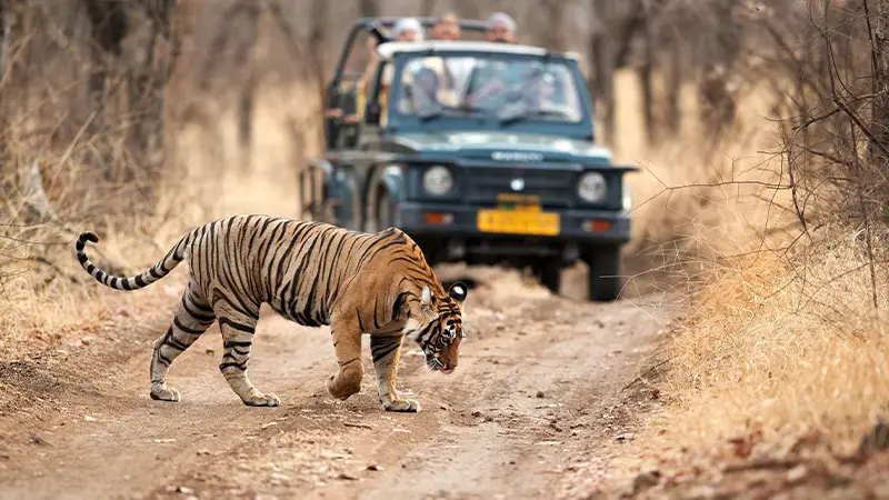 Ranthambore Tiger Safari Experience