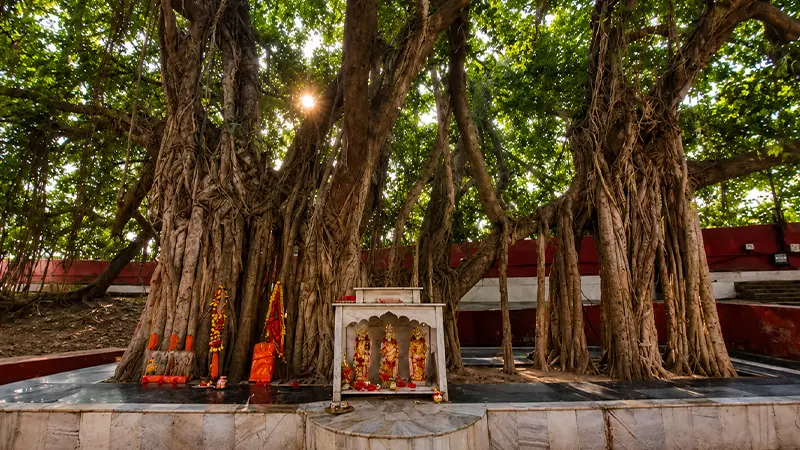 Sacred banyan grove associated with meditation and spiritual traditions