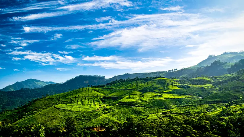 Rolling Plantation Hillscape