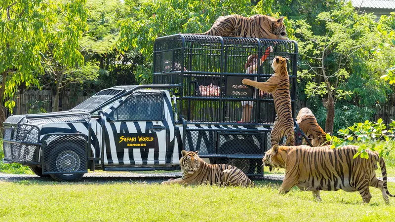 Safari World Bangkok Tiger Encounter