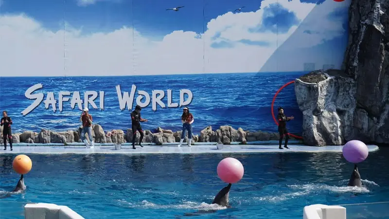 Safari World Dolphin Show