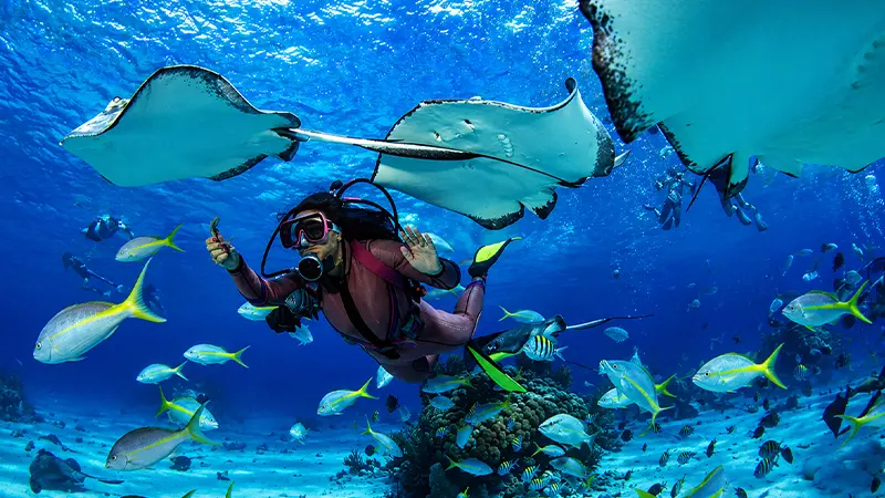 Scuba Diving Koh Samui Marine Life