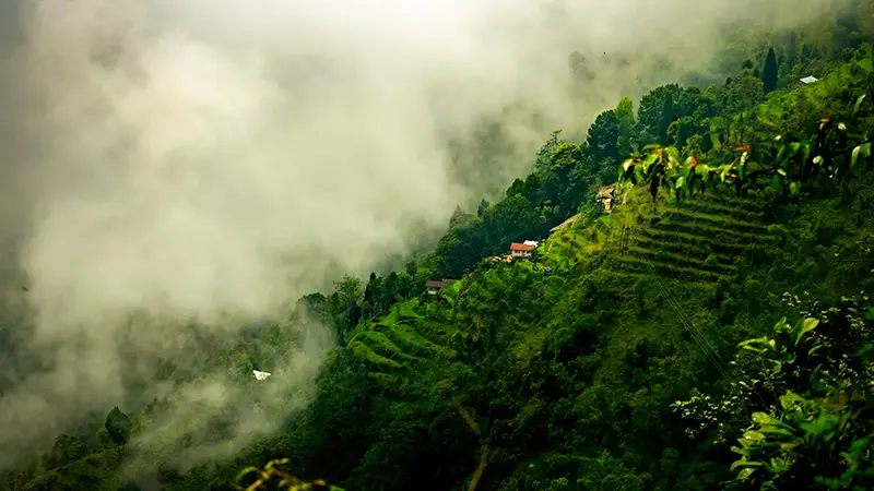 Terrace farming landscape in the hills of Sikkim
