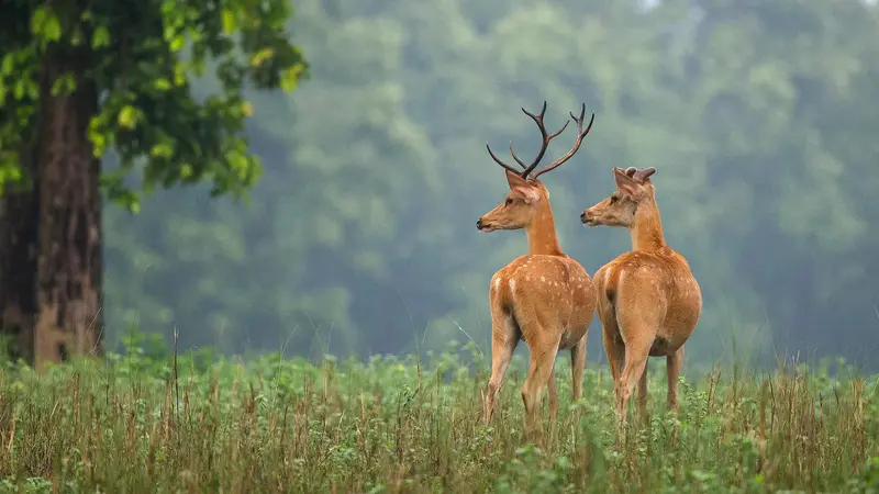 Spotted Deer Jim Corbett National Park