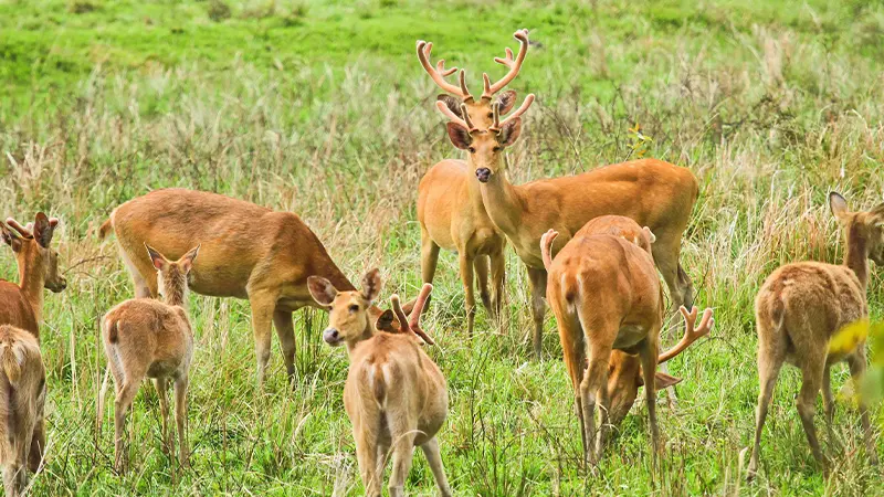 Swamp deer herd roaming in the grasslands of Kaziranga National Park Assam
