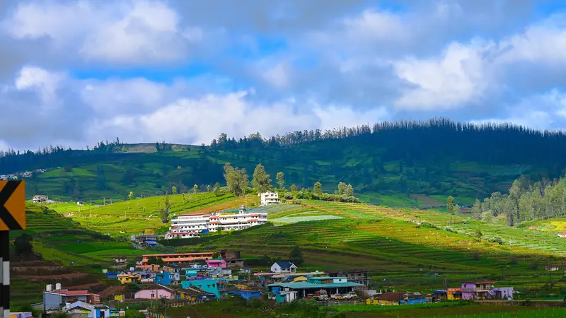 Tea Estates Near Bandipur Wildlife Route