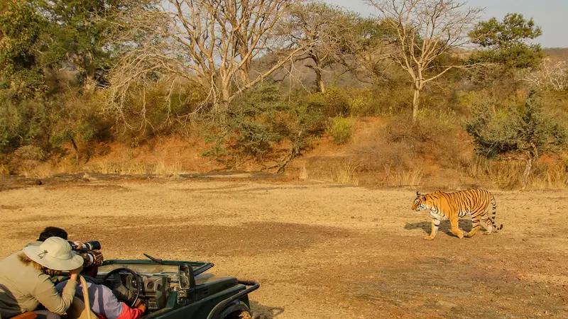 Tiger Safari Ranthambore National Park