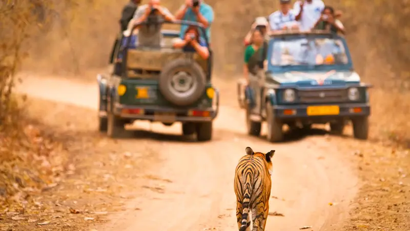 Bengal Tiger walking along safari trail in Madhya Pradesh
