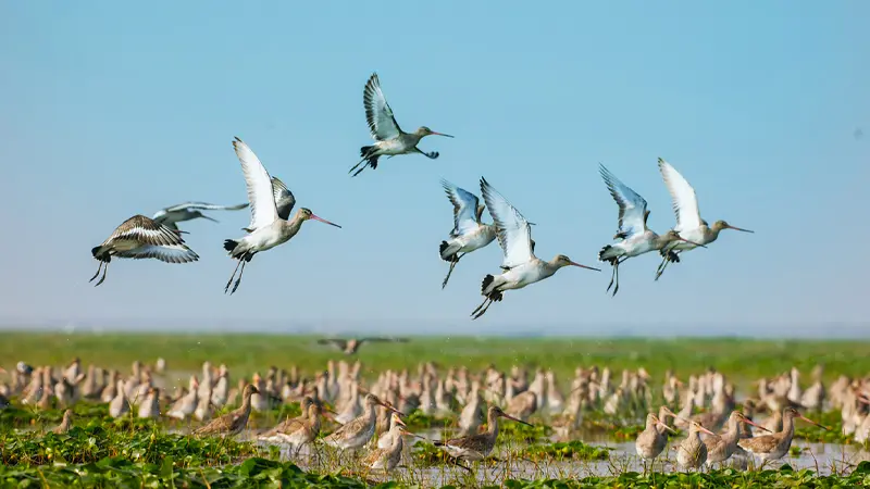 Wetland Migratory Bird Habitat