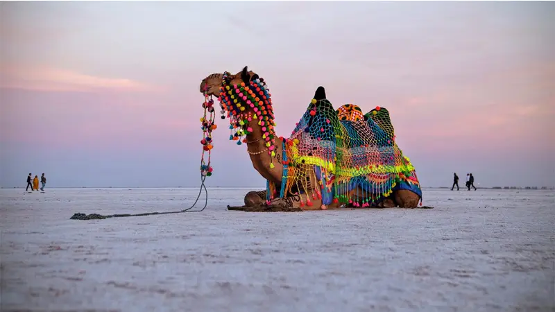 White Rann Decorated Camel Sunset