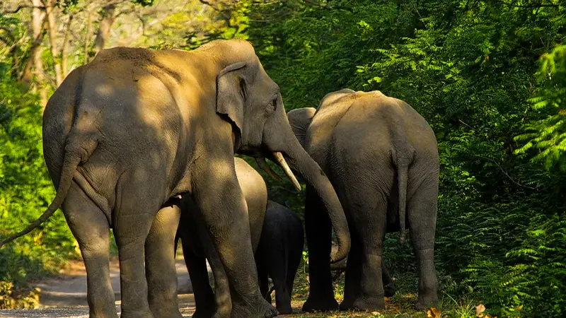 Wild Elephant Herd Assam Forest