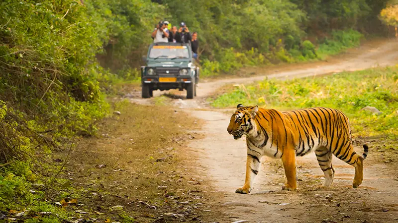Wildlife Safari Predator Encounter Forest Trail