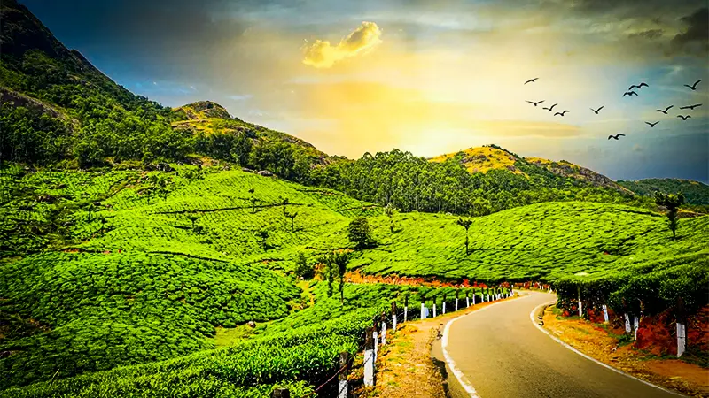 Winding road passing through vibrant tea estates and hills