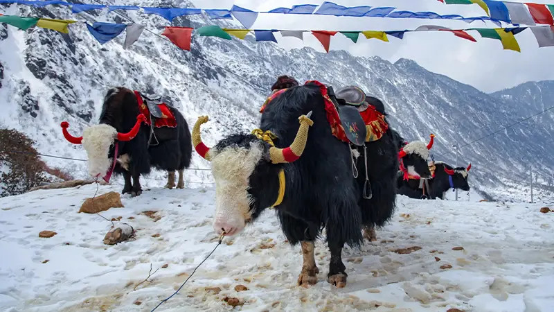 Yak At Nathula Pass