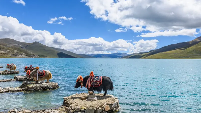 Yamdrok Lake Yak Experience Tibet