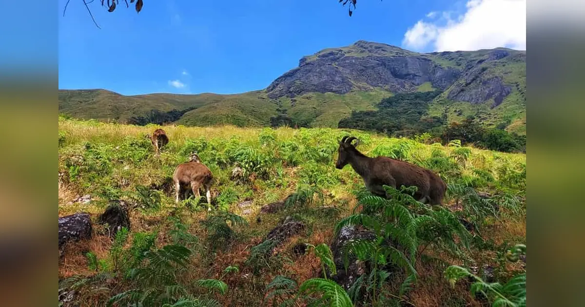 Eravikulam National Park, Munnar