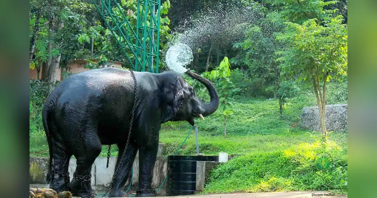 Konni Elephant Training Centre