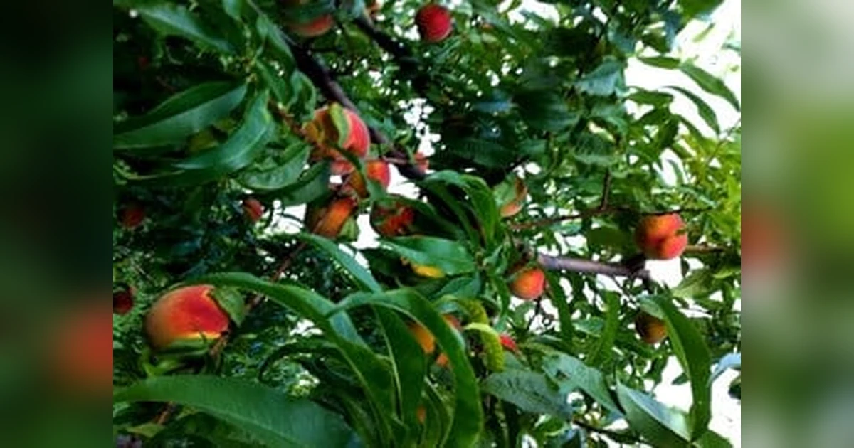 Aroo Fruit
