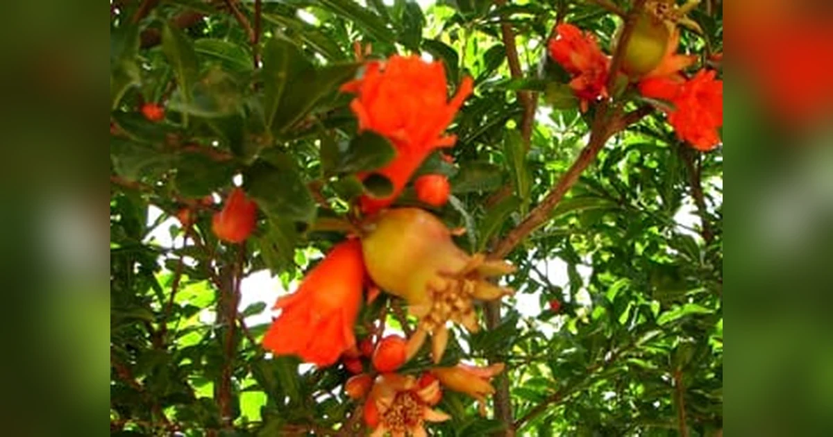 Dadim Fruit