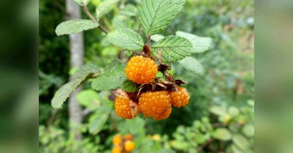 Hisalu Fruit