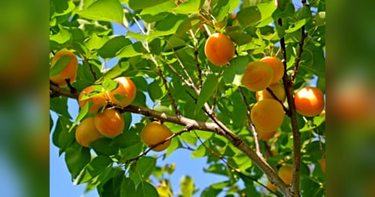 Khumani Fruit