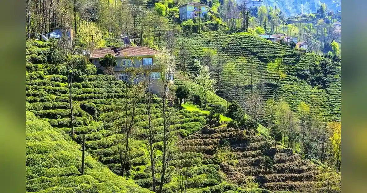 Palampur