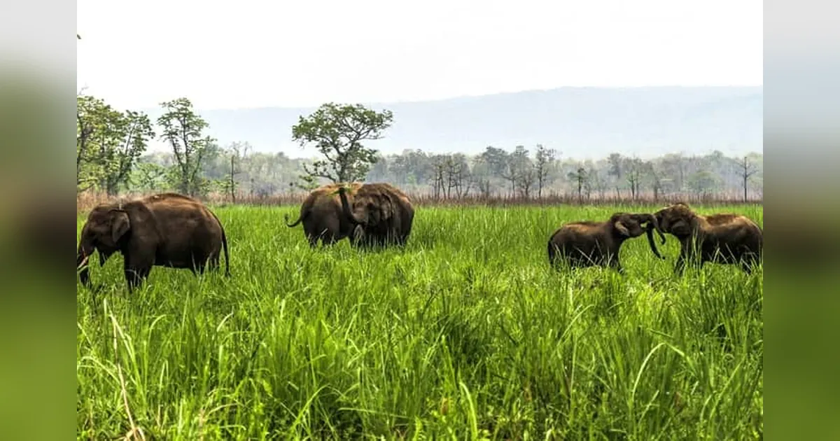 Chitwan National Park