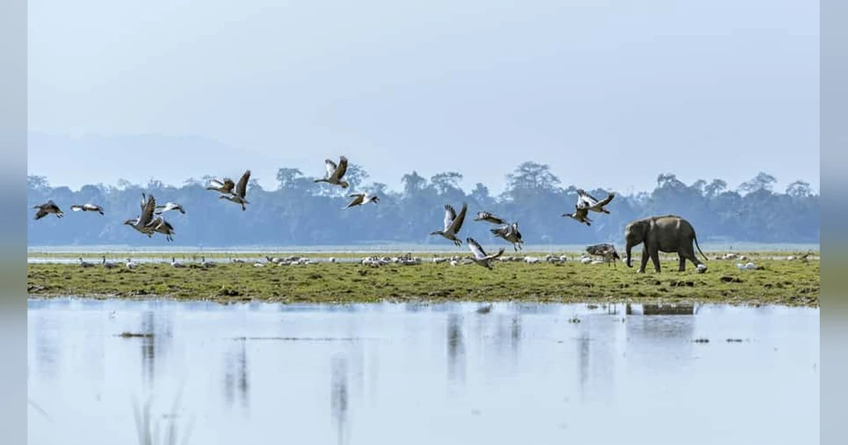 Birds in Kaziranga National Park
