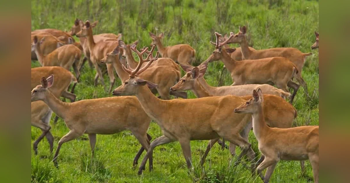 Eastern Swamp Deer in Kaziranga National Park