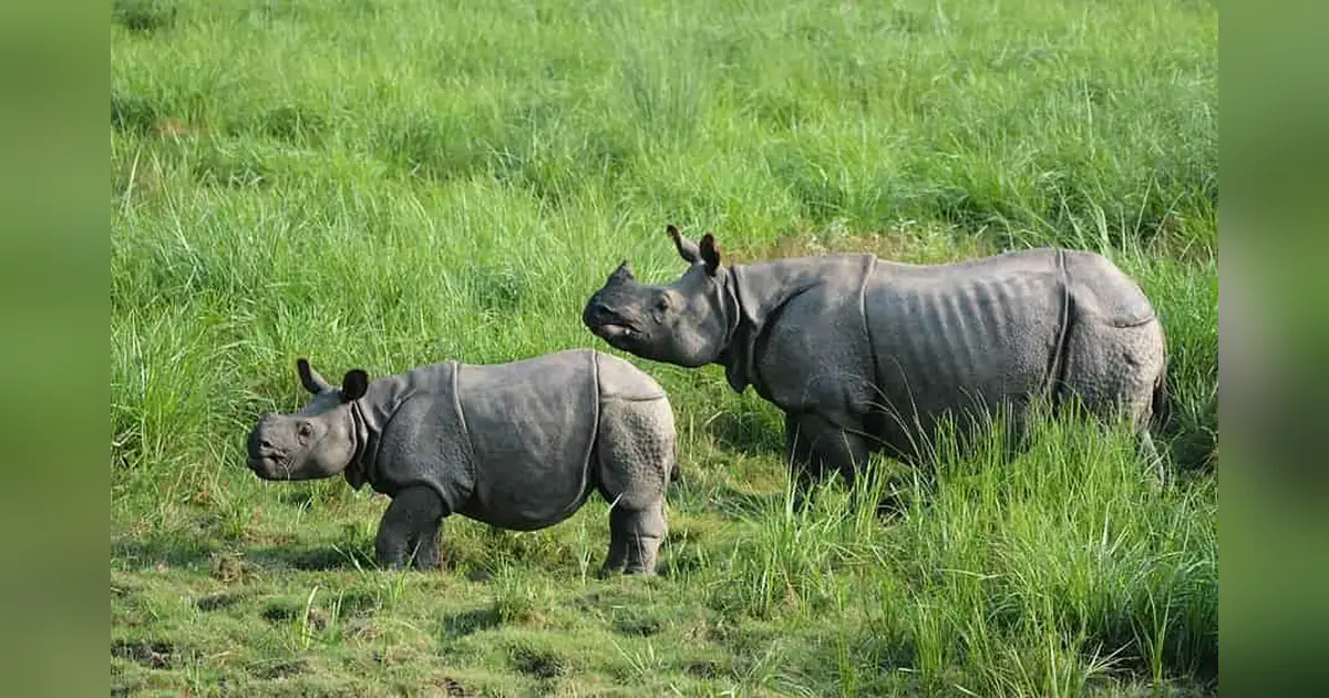 One Horned Rhinoceroses