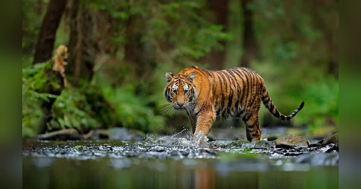 Tigers in Kaziranga National Park