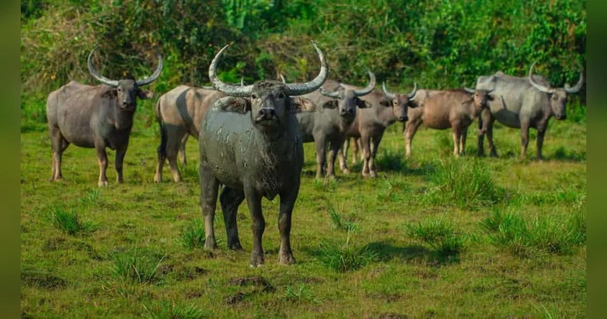 Wild Water Buffalo in Kaziranga National Park