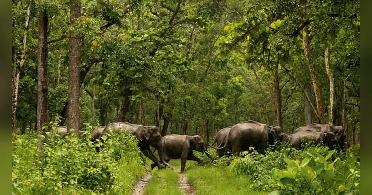 Wildlife of Kerala