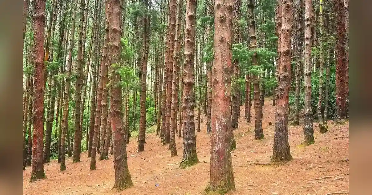 Pine Forests , Kodaikanal in tamil nadu