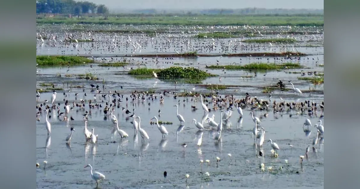 Kolleru Lake