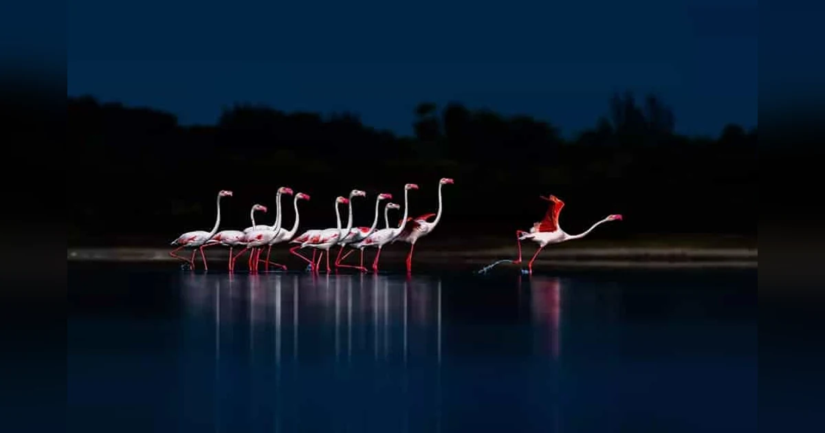 Pulicat Lake