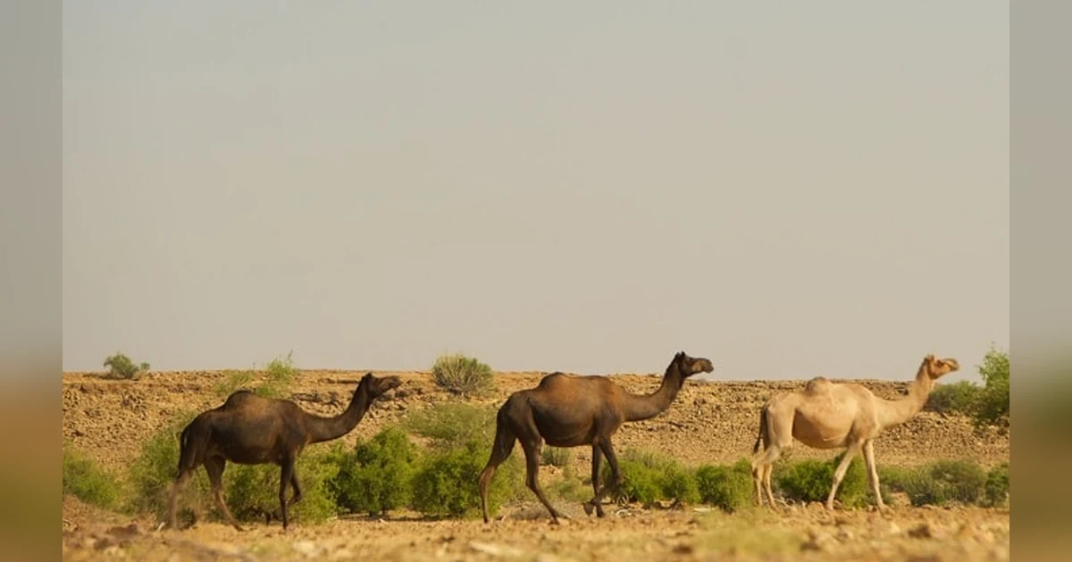 Desert National Park