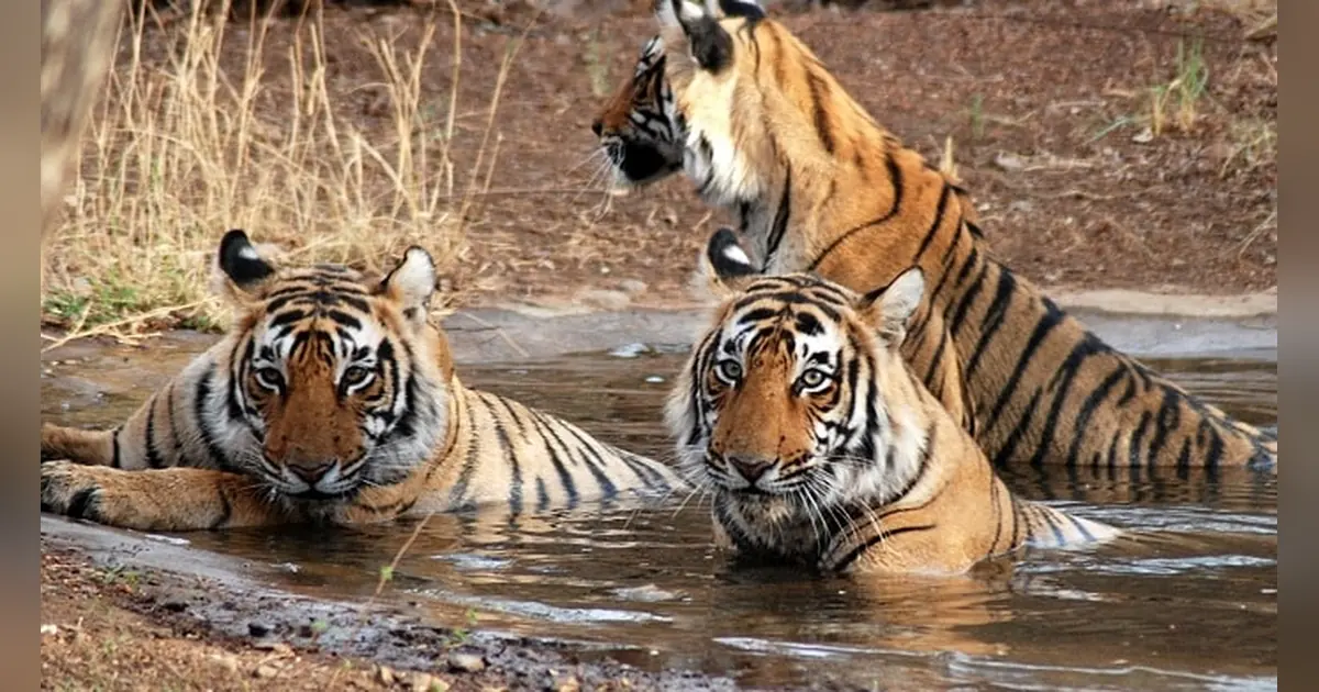 Jawahar Sagar Wildlife Sanctuary