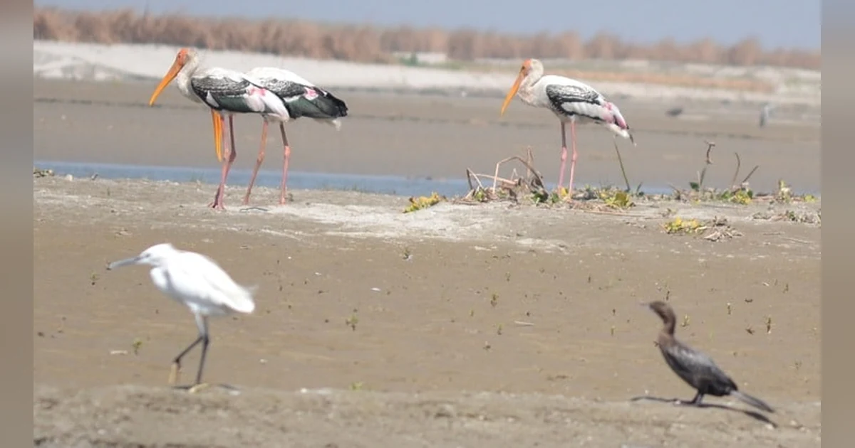 Sambhar Lake Wildlife Sanctuary