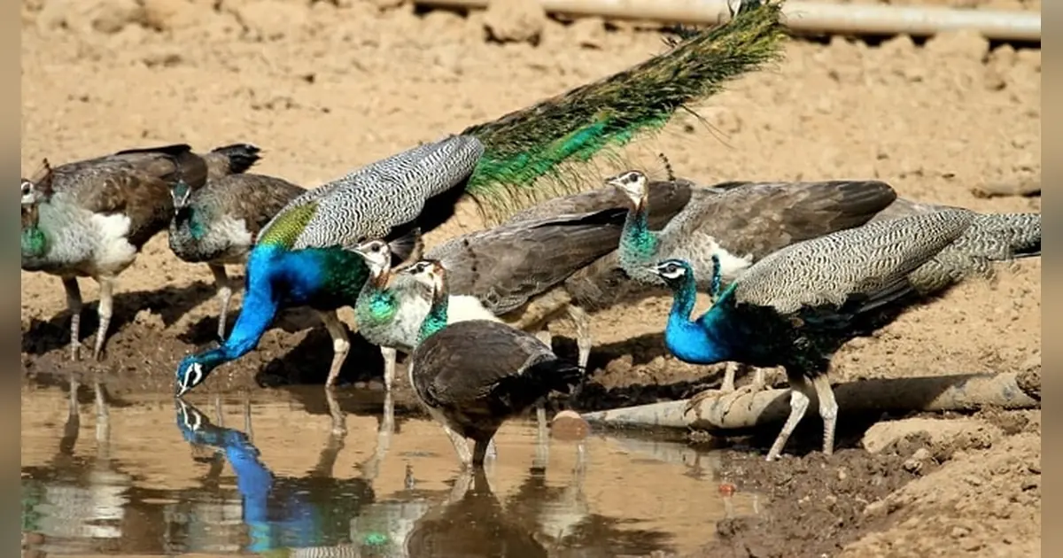 Sariska National Park