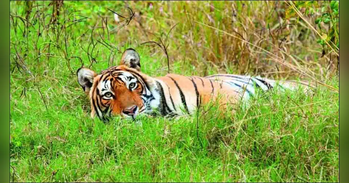 Sawai Mansingh Wildlife Sanctuary